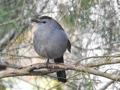 Beautiful Gray Catbird (aka puff & stuff)