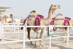 مهرجان قطر للإبل.. بانوراما: أشواط الجل (الأصايل - دولي) الأحد 20-2-2022