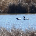 Aves en las lagunas de La Guardia (Toledo) 20-2-2022