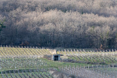 Vignes et cadoles - Photo of Martailly-lès-Brancion