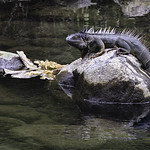 Black Spiny Tailed Iguana by Paul Lambeth