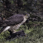 Sparrow Hawk with Kill by Paul Lambeth