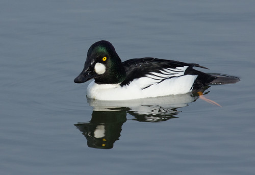 Barrow's Goldeneye  Audubon Field Guide