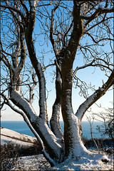 A1 Group 2nd Place Peter Clarke Snow On Tree - Section 4 2021/22 Winter