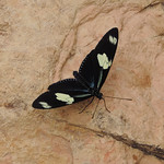 Wallace’s Helliconian Butterfly by Elaine Robinson