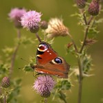 Butterfly Beauty 1 by Ray Poulter