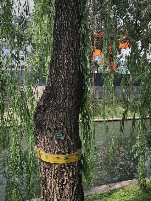 Weeping Willow, Zizhuyuan Park, Haidian, Beijing