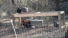 Chickens And Roosters.