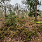 Sherrardspark Wood by Iain Houston