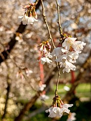 Le printemps - Photo of Carville-la-Folletière