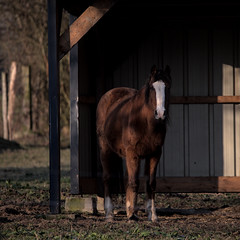 Another horse - Photo of Saint-Siméon