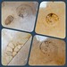Double Cove Place 迎海薈：大理石地磚 ‧ 菊石化石 Ammonoidea Fossils