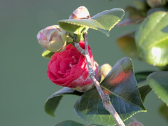 Camellia japonica - Photo of Saint-Martin-Saint-Firmin