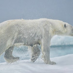 Polar Bear Emerging from Sea and Mist by June Sparham