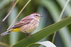 Palm Warbler in a Palm