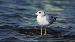 Ring-billed Gull, Hudson Beach