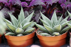 Fête des plantes - Photo of Chocques