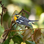 Blackburnian Warbler (setophaga-fusca)