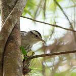 Black-and-white Warbler (mniotilta-varia)