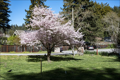 Ben Lomond Cherry Blossoms
