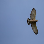 Broad-winged Hawk (buteo-platypterus)