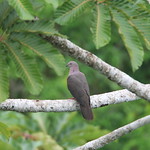 Ruddy Pigeon (patagioenas-subvinacea)