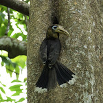 Near Threatened Tickell's Brown Hornbill (Anorrhinus tickelli)