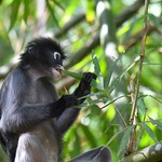 Endangered Spectacled Langur (Trachypithecus obscurus)