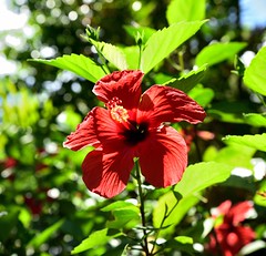 Fleur tropical - Photo of Deshaies