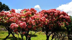Fleur tropical - Photo of Deshaies