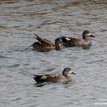Aves en las lagunas de La Guardia (Toledo) 27-3-2022