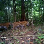 Critically Endangered Sumatran tigers (Pantera tigris sumatrae)