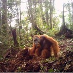 Camera trap image of Orangutan in Sumatra Indonesia