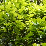 Black oak juvenile (Trigonobalanus excelsa)
