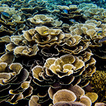 Montipora Coral Reef