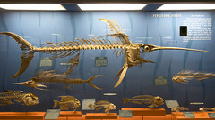 Smithsonian - Bone Hall