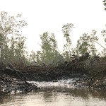 Large areas of mangrove cutting Benty, Guinea