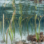 Cymodocea seagrass