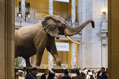 Smithsonian - African Bush Elephant