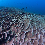Echinopora Coral Reef