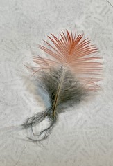 Downy Cardinal Feather