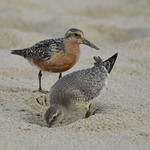 Near Threatened Red Knot