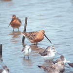 Near Threatened Asian Dowitcher