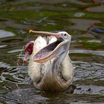 Near Threatened Spot-billed Pelican