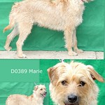 Marie en Pip 06-05-2022 (4-2 pups)