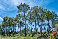 Trees near Lablachère