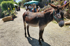 Donkey in Saint-Pierre-Saint-Jean - Photo of Les Vans