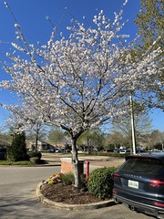 Spring Tree April 7, 2022