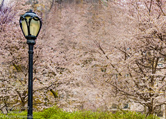 Cherry Blossoms in Central Park - Spring 2022-1.JPG