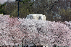 2022 Cherry Blossoms 22 Mar 2022 (354)